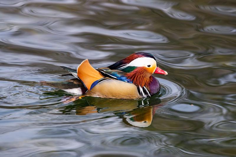 Aromaty i przyprawy w kaczce