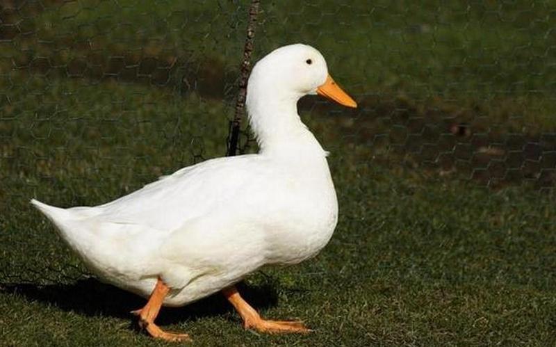 Porównanie kuchni azjatyckiej i polskiej