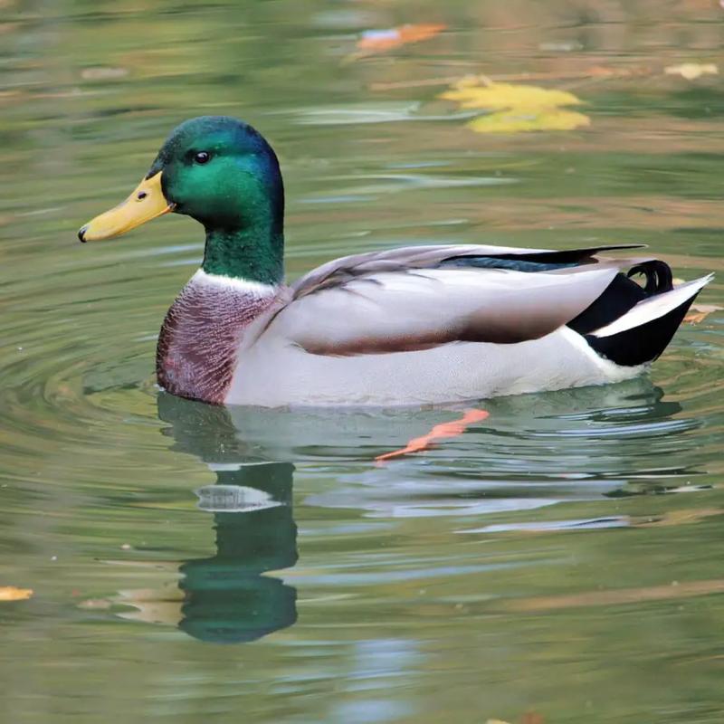 Kaczka po tajsku czy poznańsku: Który smak najlepiej podkręci Twój obiad?