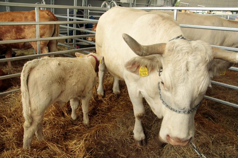 Ceny wołowiny w Polsce