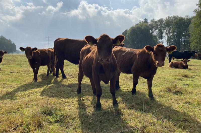 Promocje na wołowinę