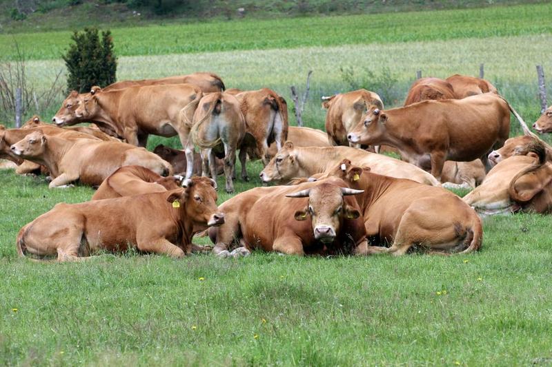 Przygotowanie wołowiny